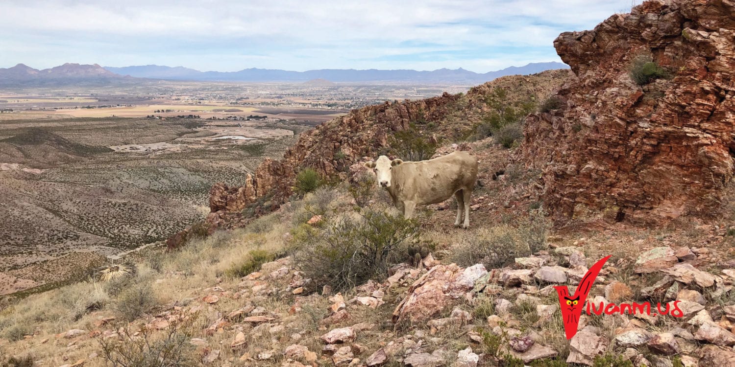 Picacho Peak Views Cow